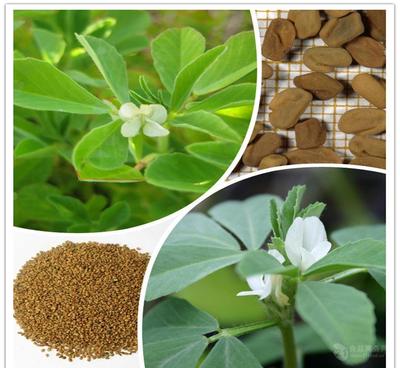 葫蘆巴提取物廠家直銷——天然香料優(yōu)選，源自中國(guó)西安斯諾特